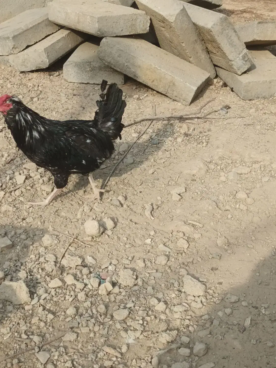 مرغ و خروس گلین|حیوانات مزرعه|شاهدشهر, |دیوار