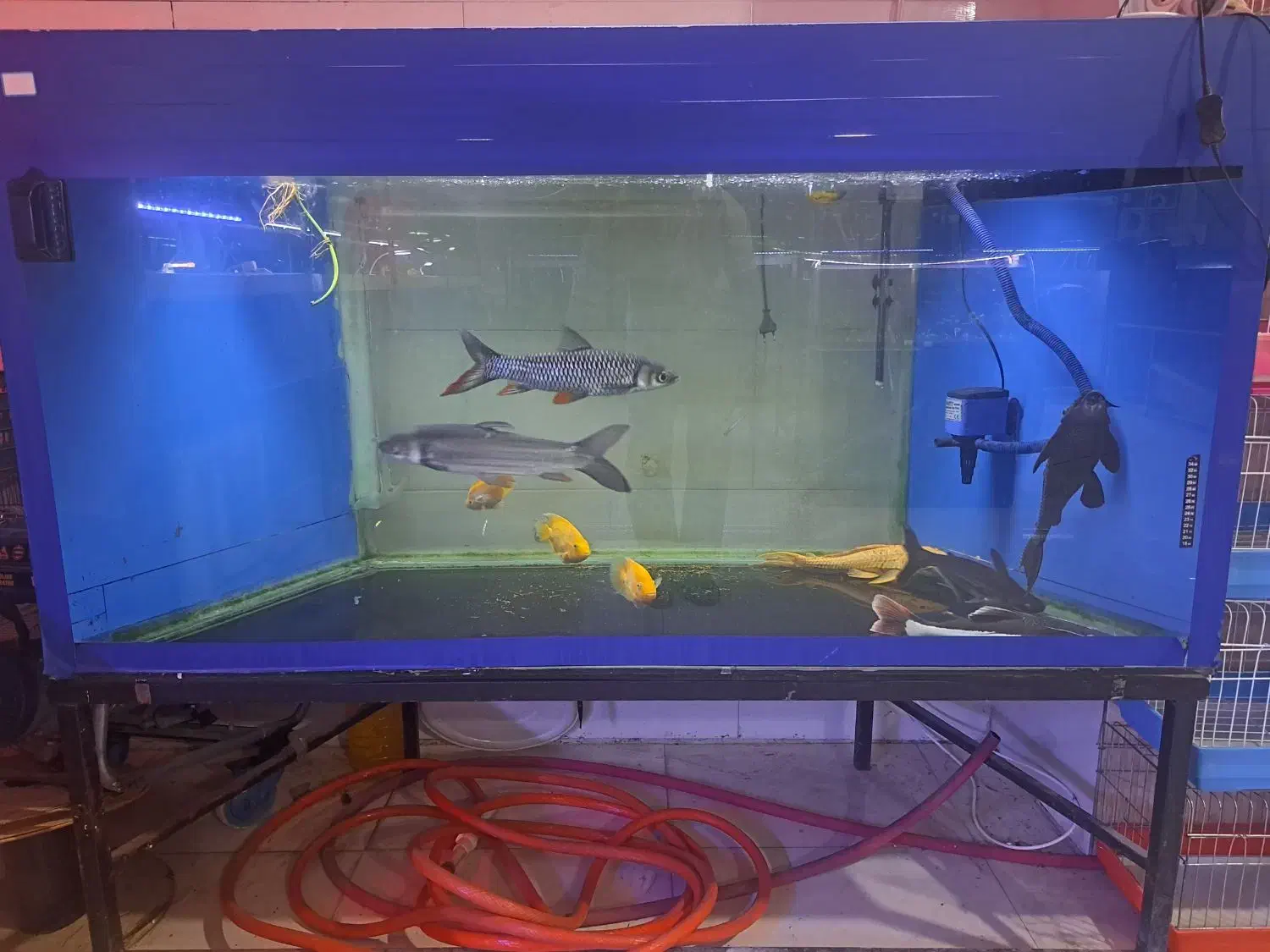 اکواریوم بزرگ و مانستر AQUA SEYF|ماهی|زنجان, |دیوار