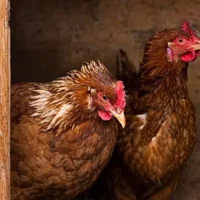 تعدادی مرغ خروس|حیوانات مزرعه|شیراز, کرونی(خاتونک)|دیوار