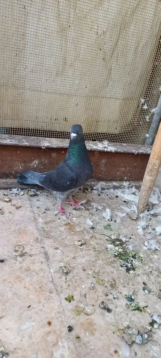 سه عدد کبوتر فروشی|پرنده|قم, باغ کرباسی|دیوار