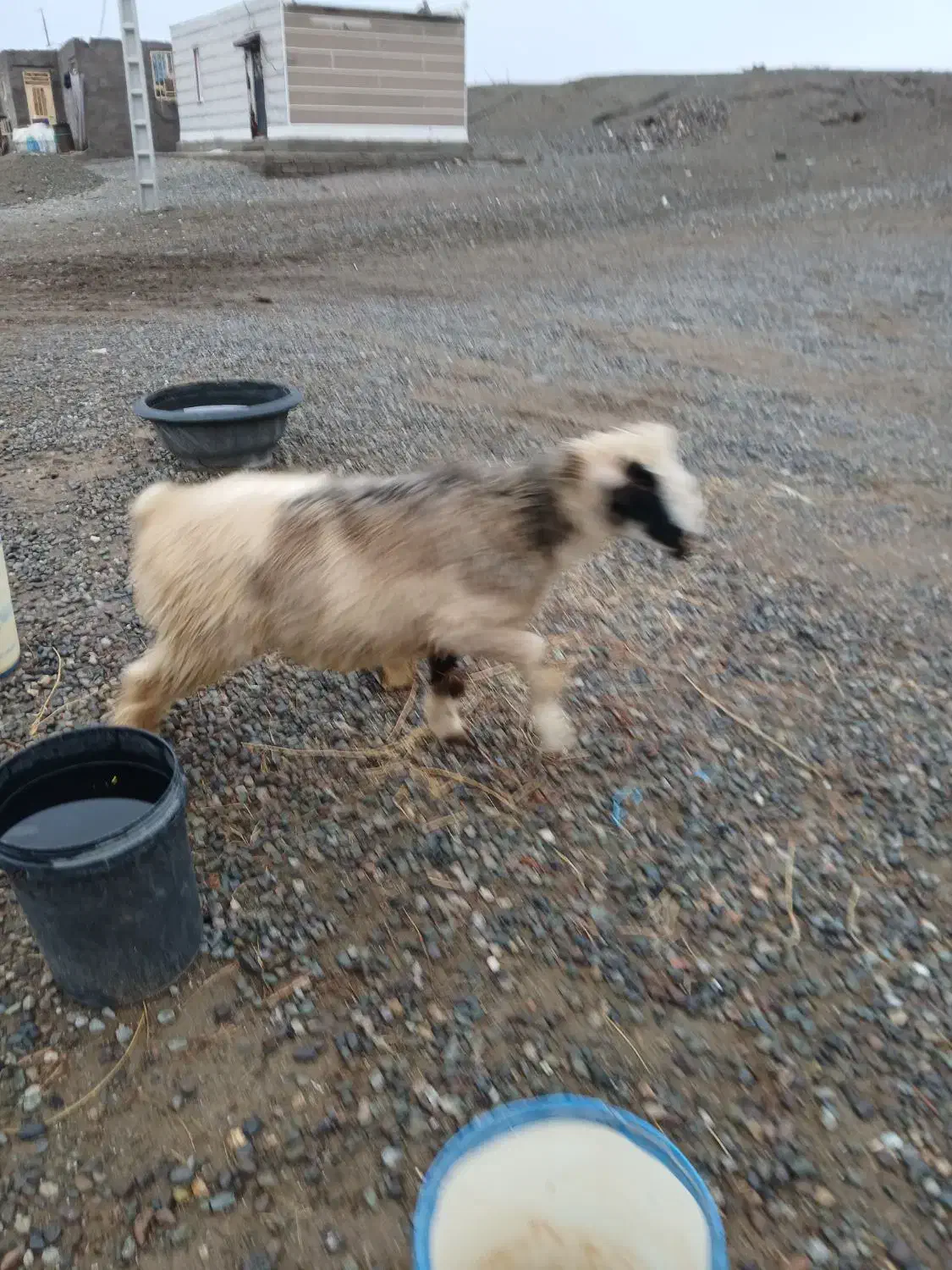 بره|حیوانات مزرعه|اسماعیلی, |دیوار