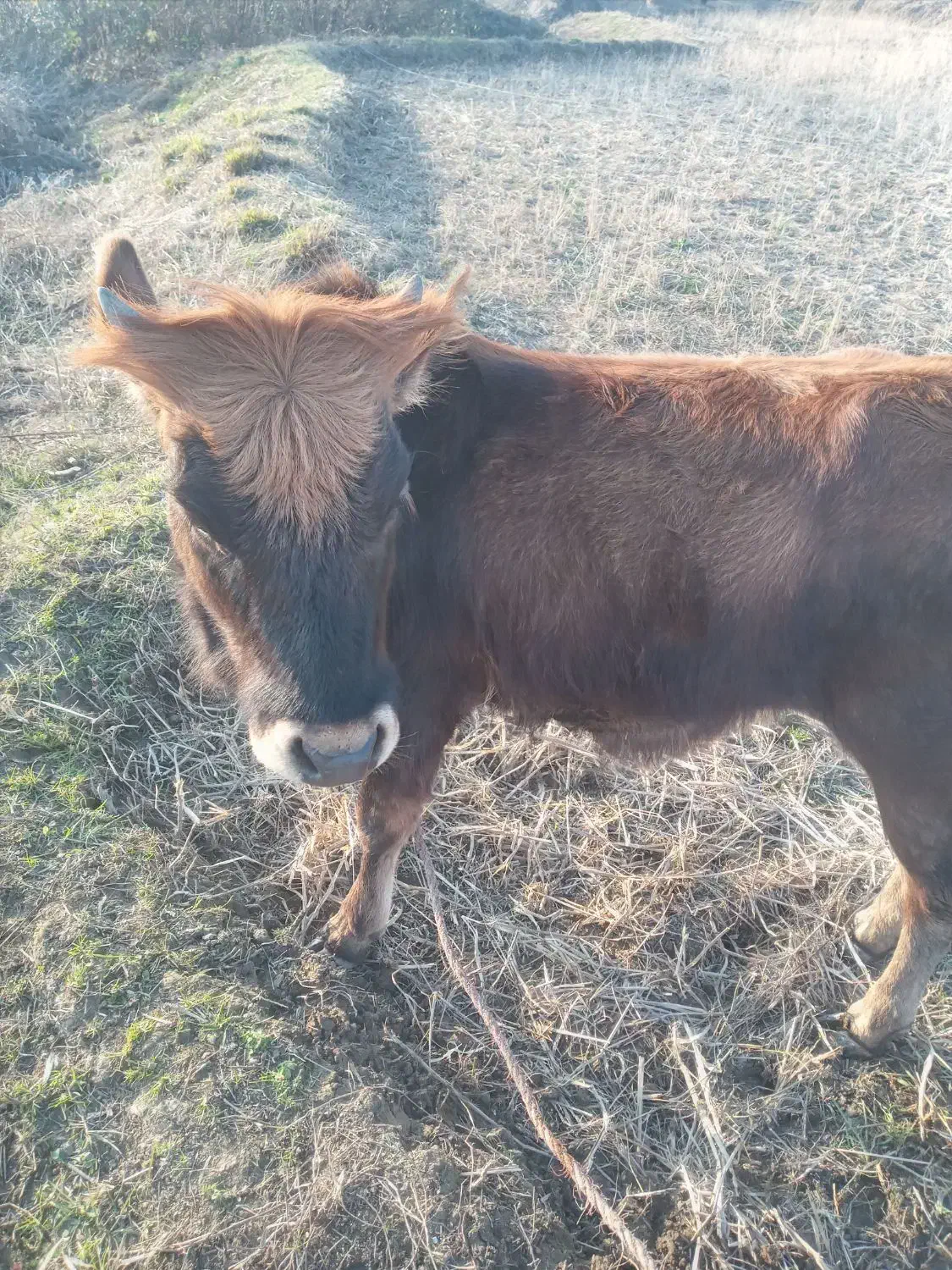 لیشه چالوسی عروسک|حیوانات مزرعه|کلاچای, |دیوار
