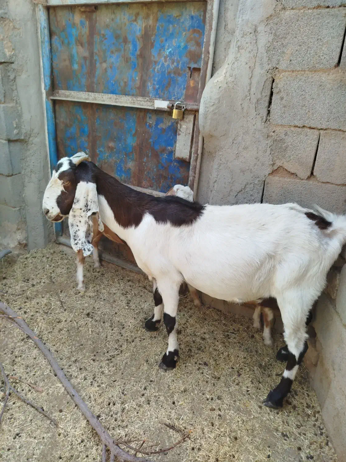 بز دورگ باکره نر|حیوانات مزرعه|مهریز, |دیوار