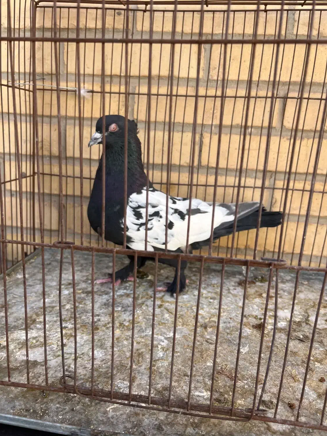 نر سینه ای،ماده دم سفید|پرنده|رفسنجان, |دیوار