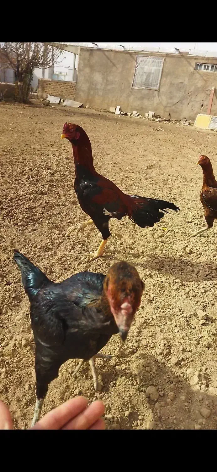 مرغ و خروس لاری و بوقلمون|حیوانات مزرعه|درگزین, |دیوار