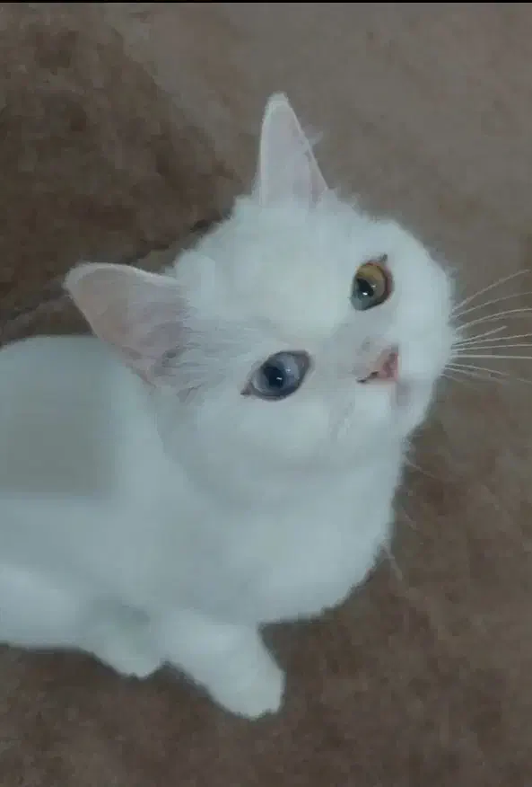 گربه سفید پرشین|گربه|ایذه, |دیوار