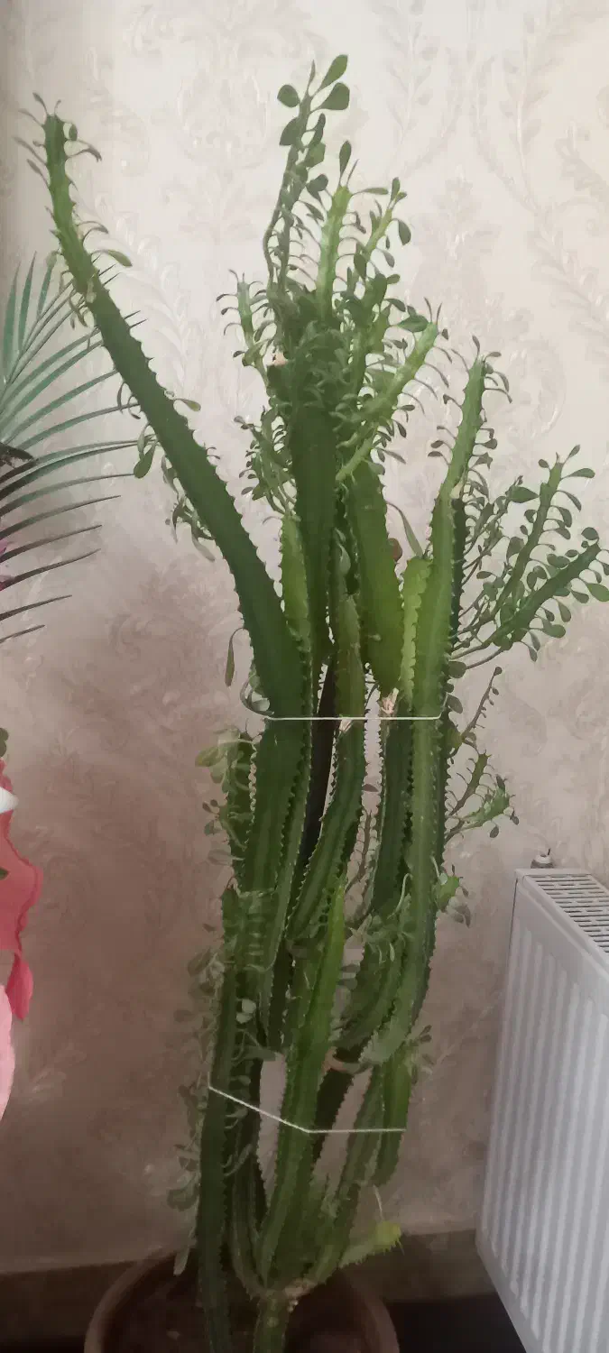 گلهای خوب|گل و گیاه طبیعی|مراغه, |دیوار