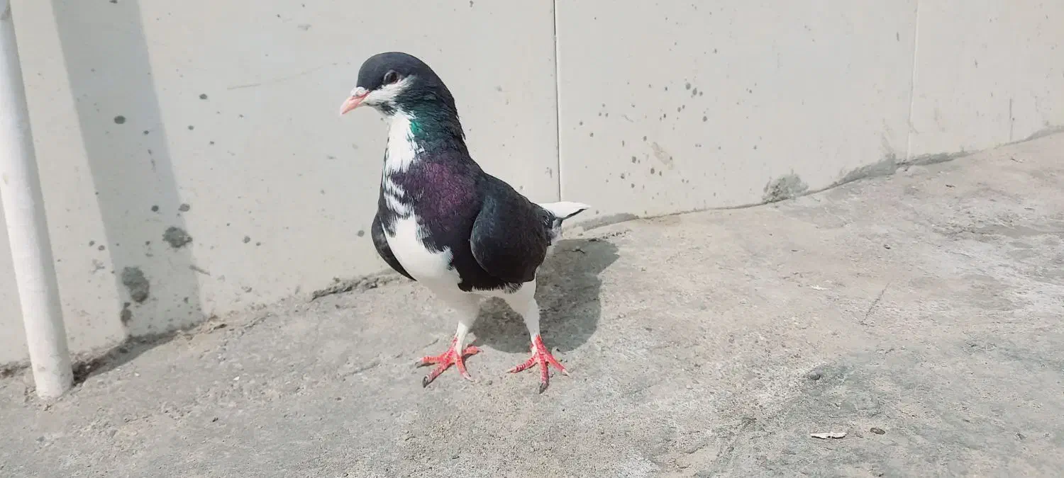 کبوتر امری|پرنده|سیرجان, |دیوار