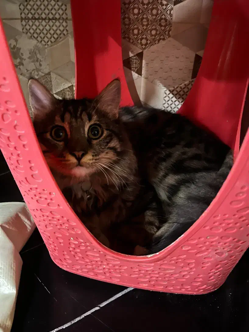 گربه گمشده مژدگانی ۲میلیون تومان|حیوانات|تبریز, |دیوار