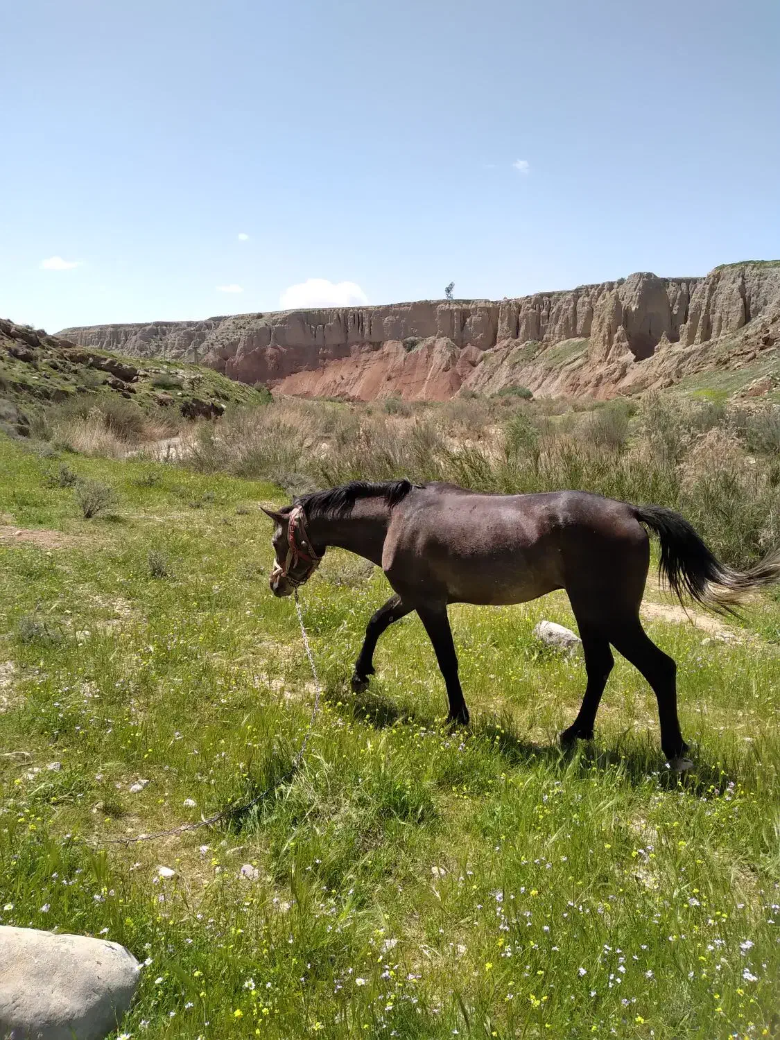 اسب|اسب و تجهیزات اسب‌سواری|صالح آباد (ایلام), |دیوار