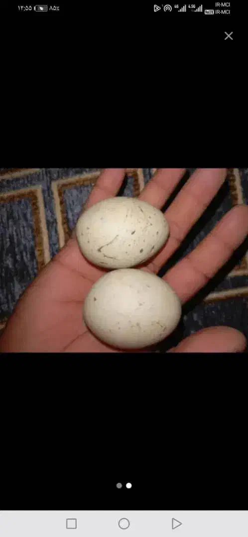 کارشناسی شهاب سنگ الماس آسیاب یاقوت|جواهرات|تهران, فرمانیه|دیوار