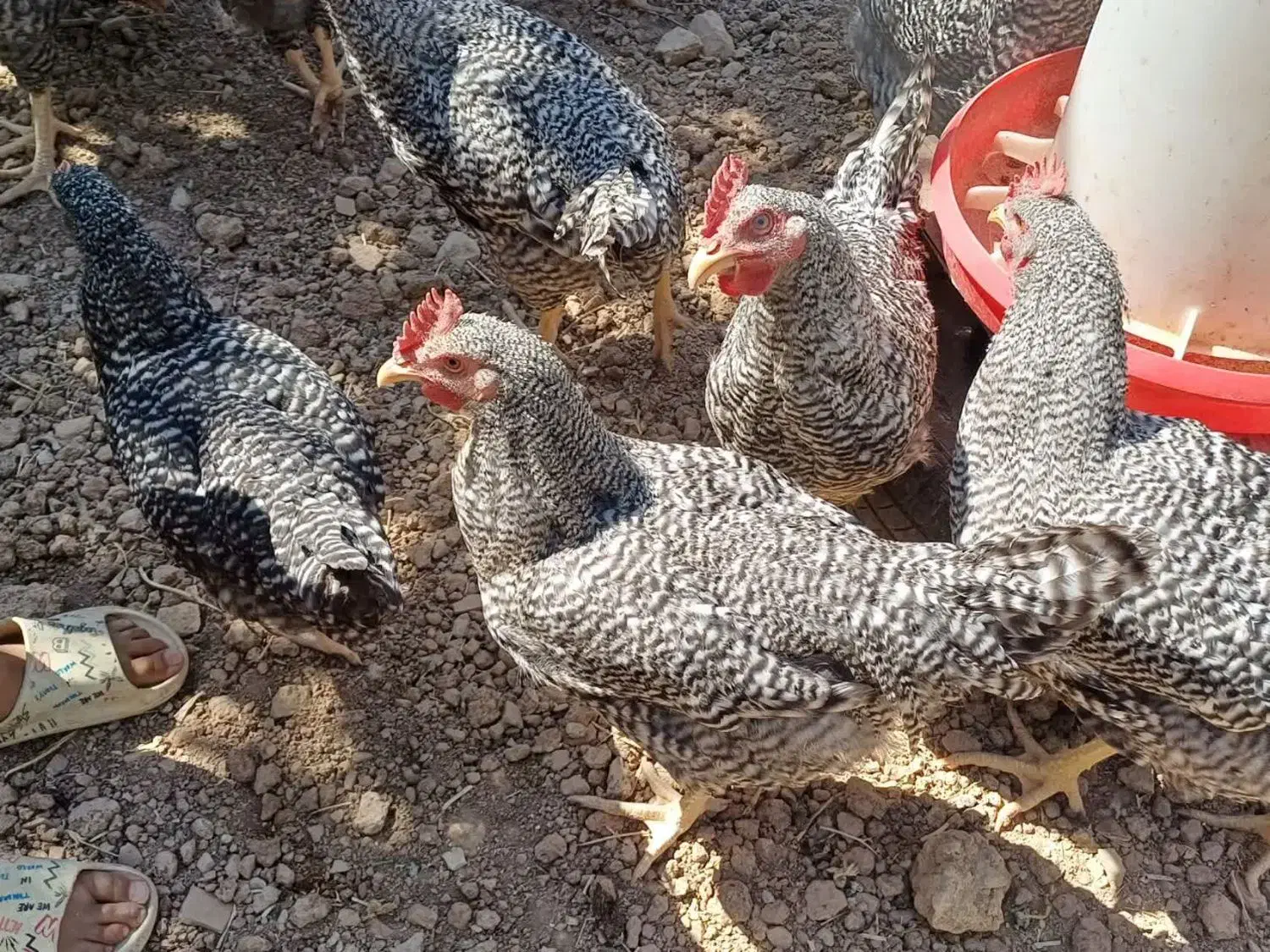 خروس امروک|حیوانات مزرعه|شیراز, شهرک والفجر|دیوار