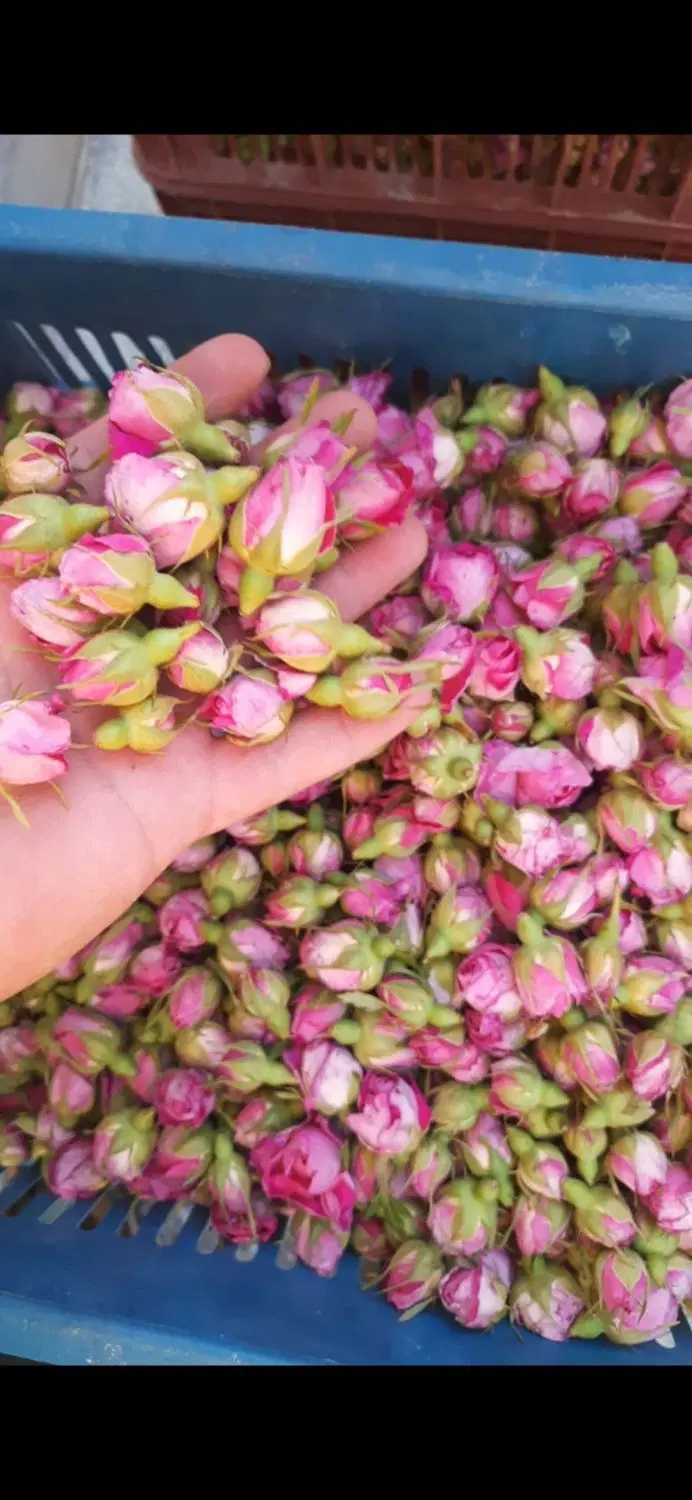 گل محمدی|گل و گیاه طبیعی|آذرشهر, |دیوار