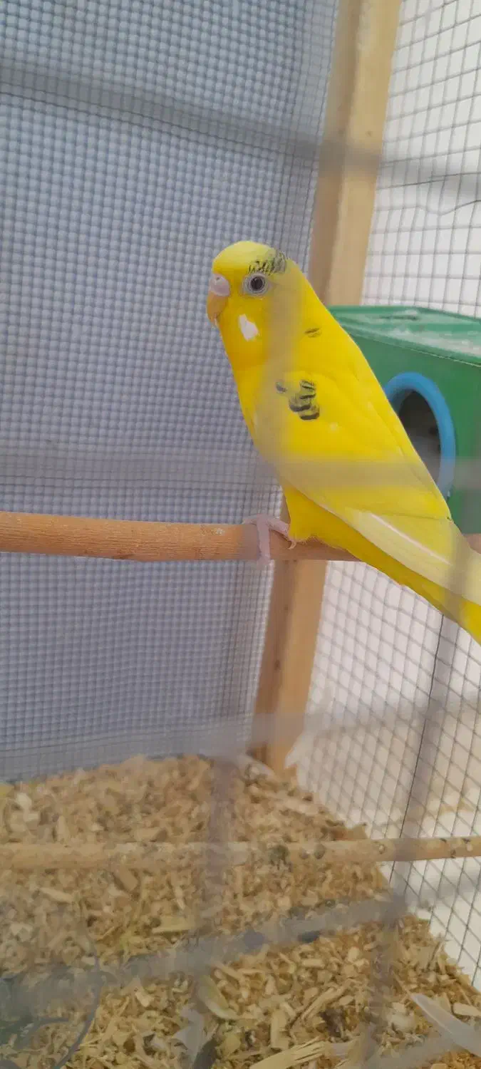 مرغ عشق|پرنده|ایلام, |دیوار