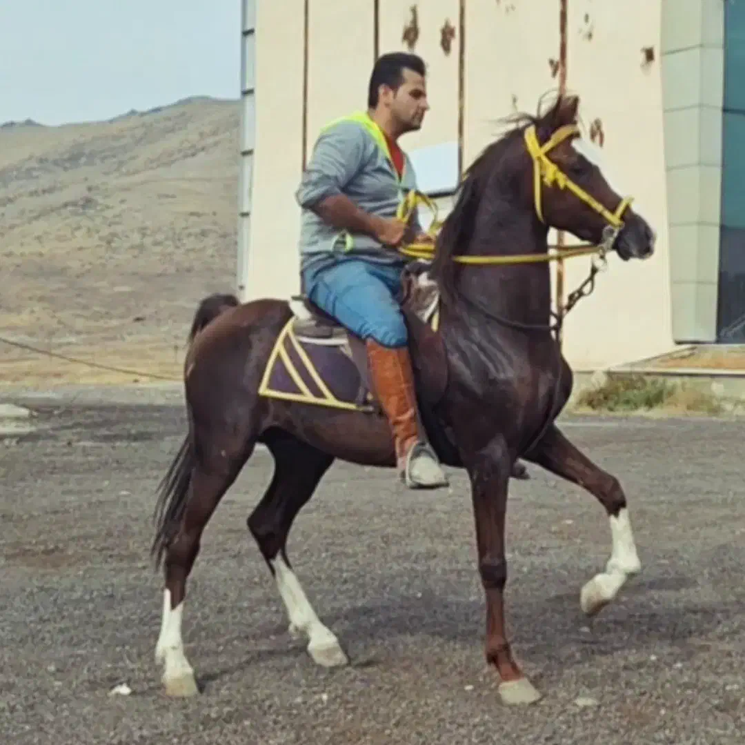 نریان ۶ ساله|اسب و تجهیزات اسب‌سواری|ری, علایین|دیوار