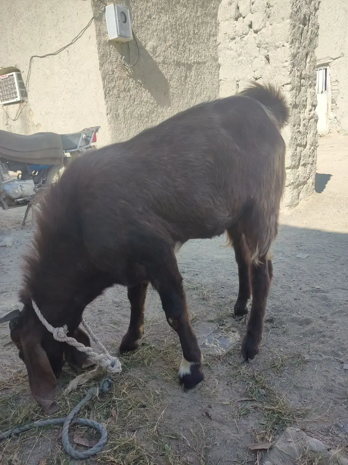 بزپر گوشت چاق|حیوانات مزرعه|ساربوک, |دیوار