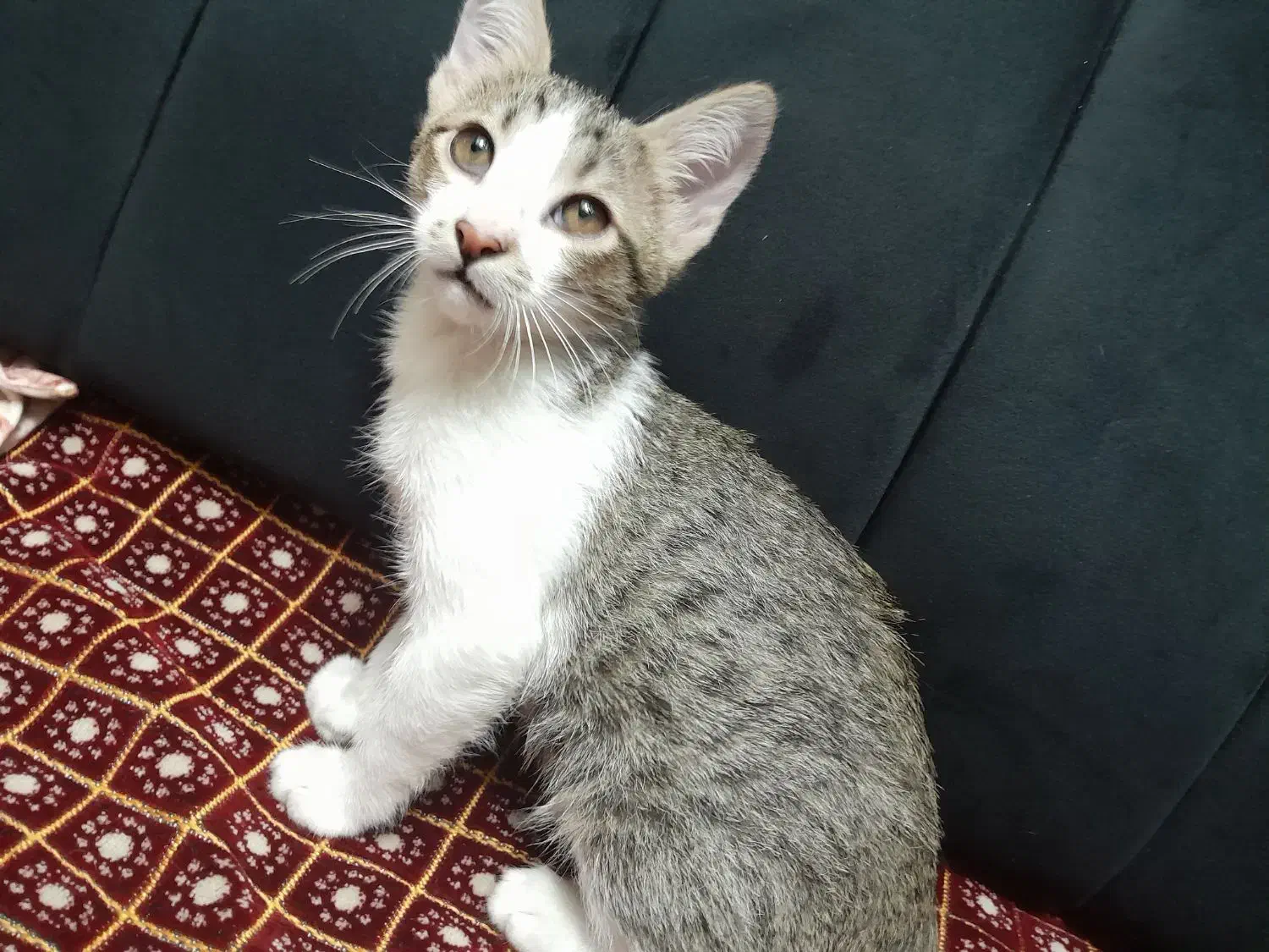 واگذاری گربه|گربه|رباطکریم, رباطکریم|دیوار