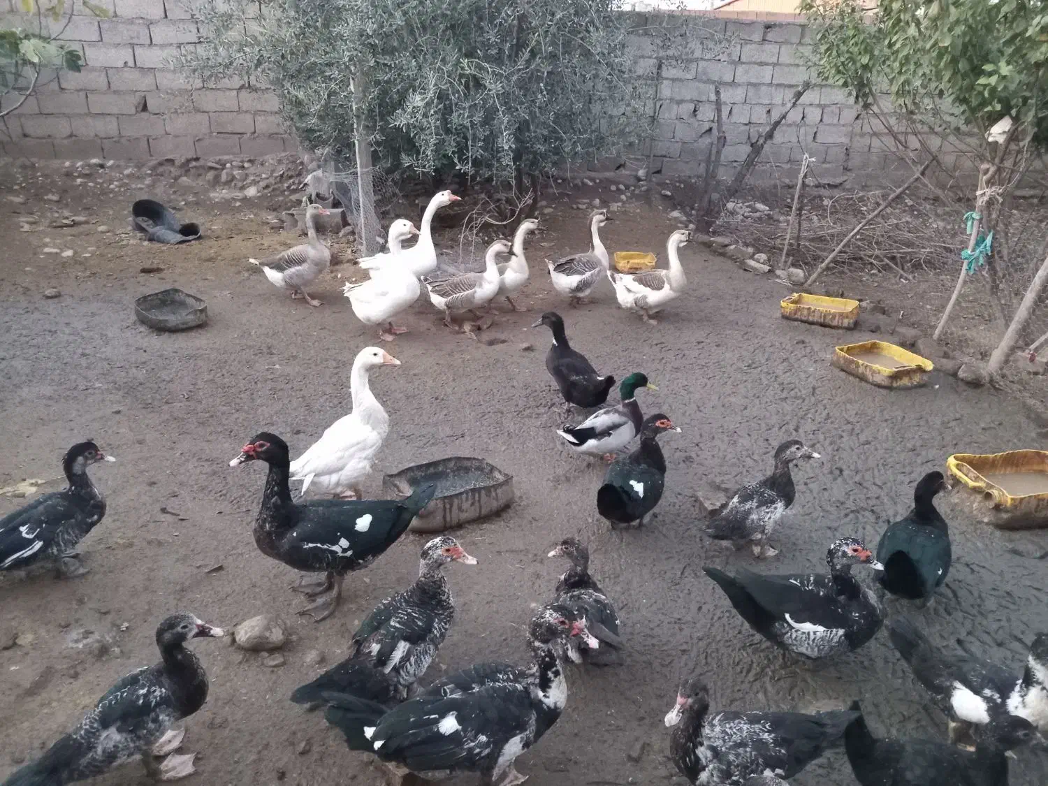 اردک وغو غاز|حیوانات مزرعه|علی‌آباد کتول, |دیوار