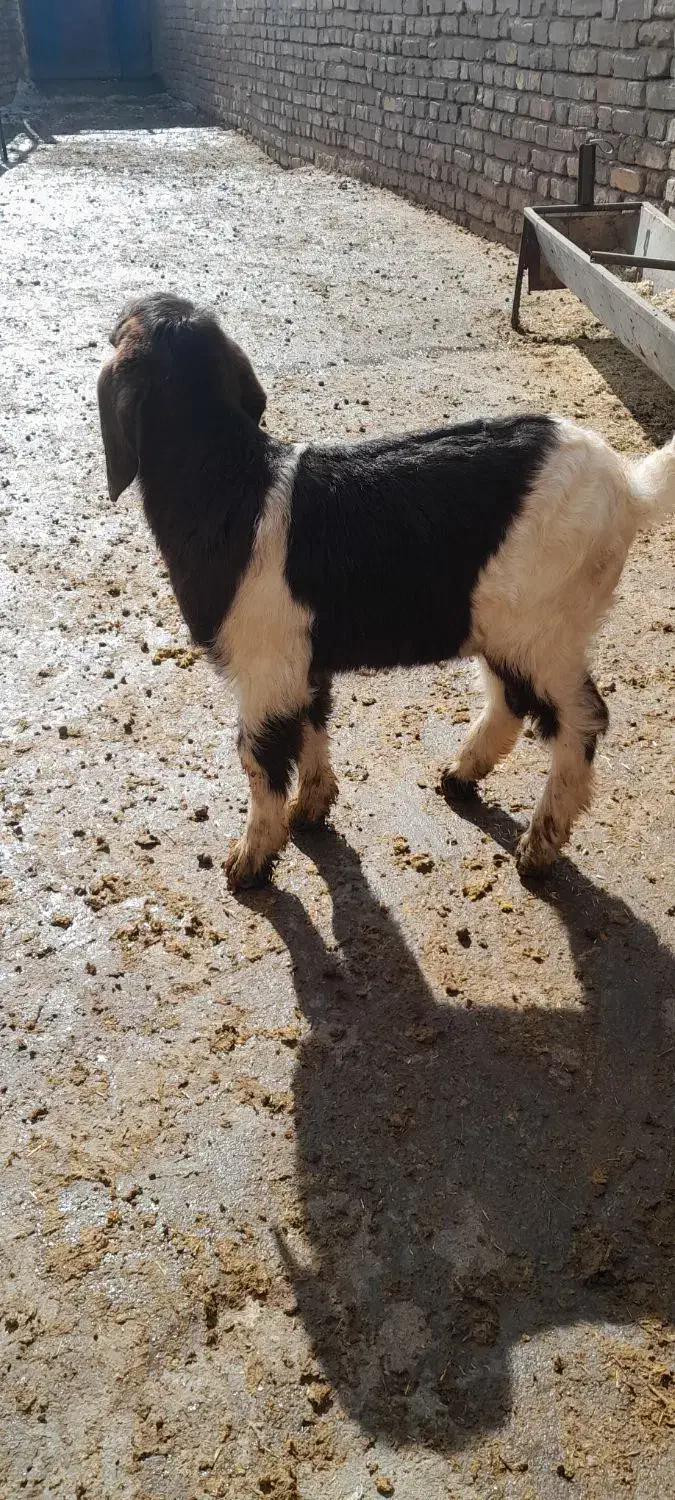 بزغاله|حیوانات مزرعه|آوج, |دیوار