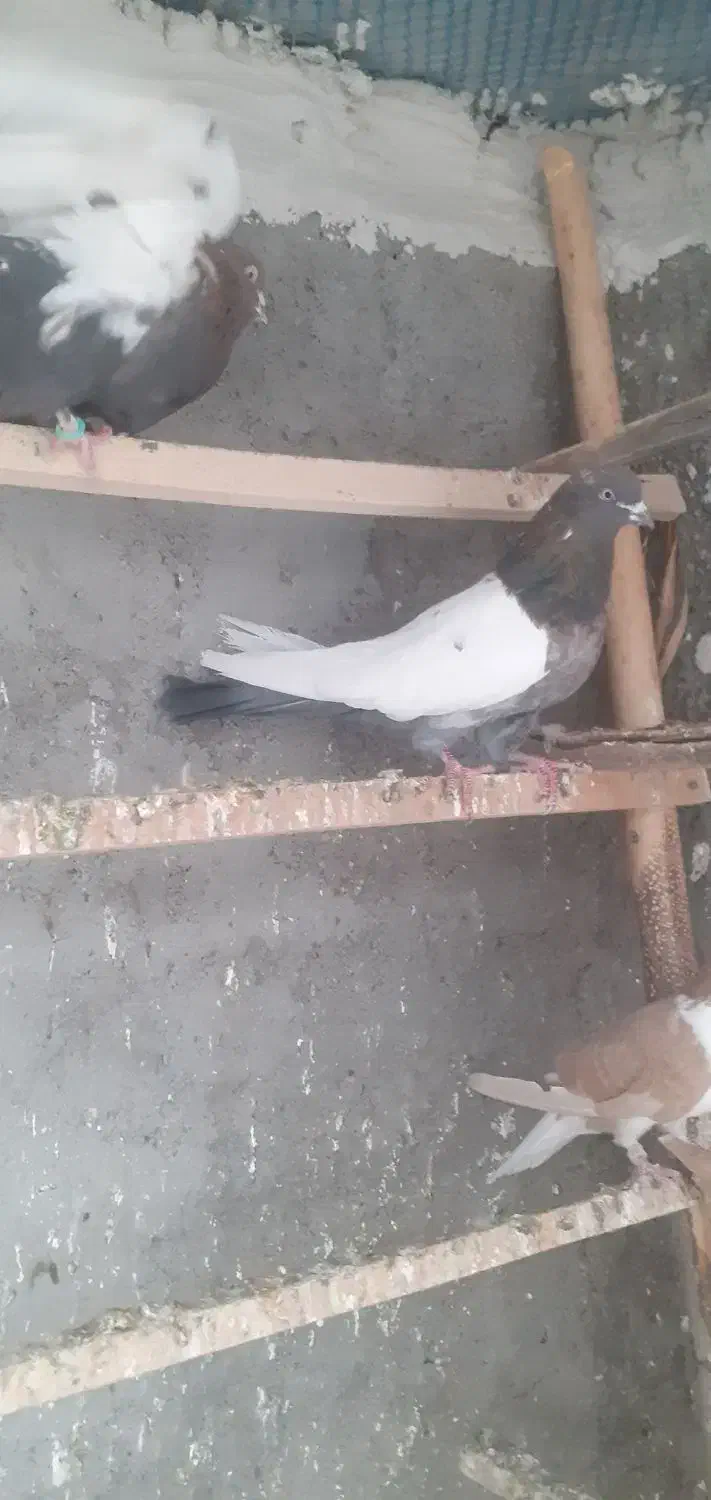 ۳عدد سینه‌ای چهل سانتی نر جوانه پا بلند|پرنده|میانه, |دیوار