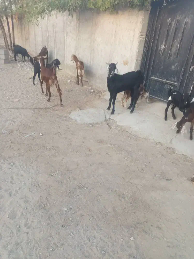 فروشی|حیوانات مزرعه|چابهار, |دیوار