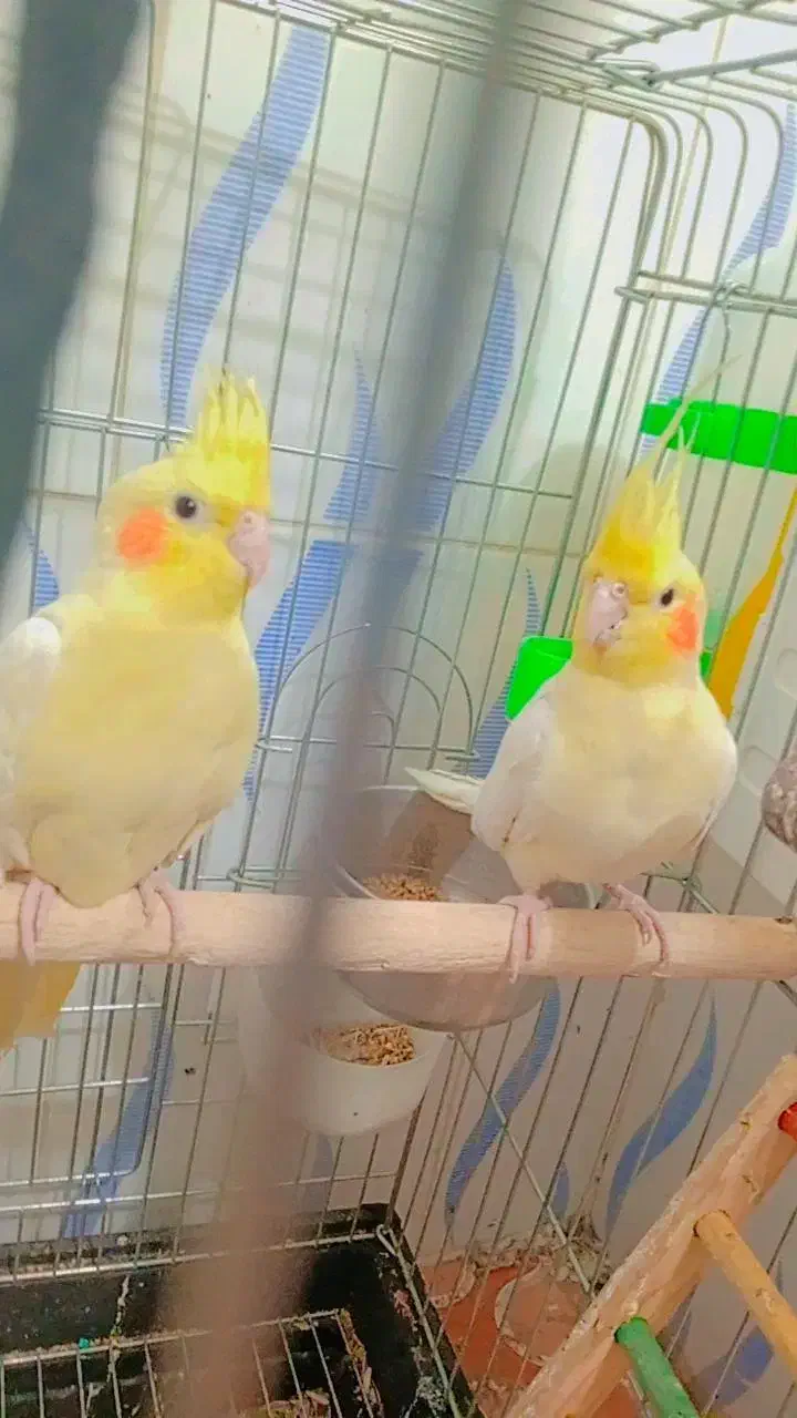 عروس هلند|پرنده|شیراز, پانصد دستگاه ارتش|دیوار