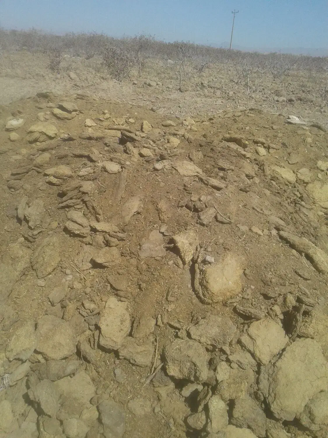 کودگوسفندی فروشی|لوازم جانبی حیوانات|فردوس (خراسان), |دیوار