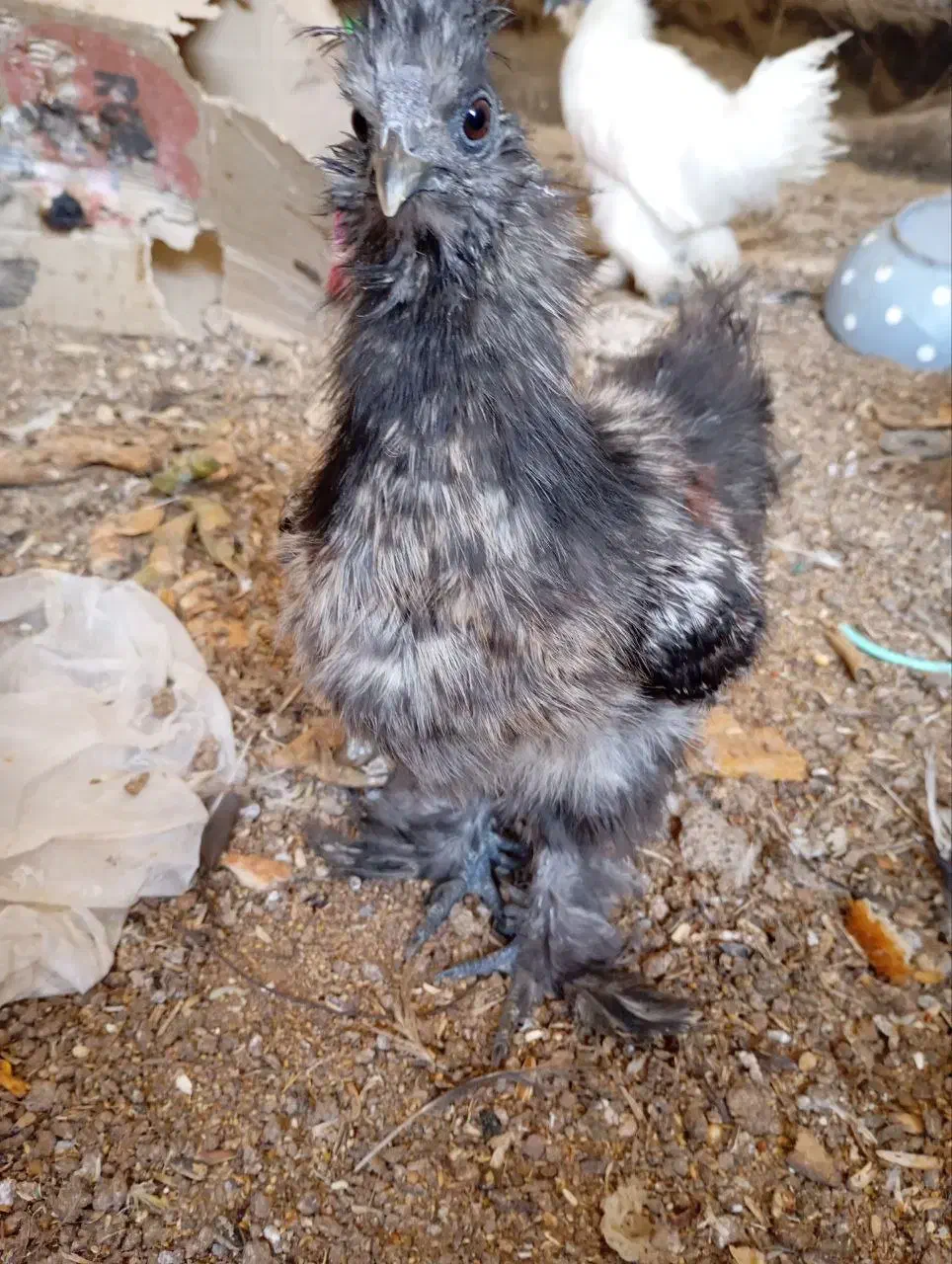 جوجه ابریشمی|حیوانات مزرعه|مشهد, کارمندان دوم|دیوار