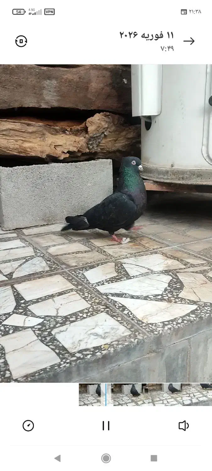 کفتر|پرنده|ایذه, |دیوار