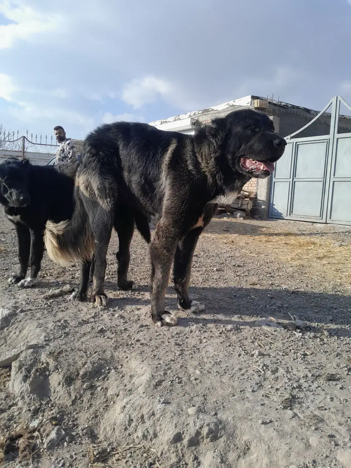 نرماده سرابی بهترین نژاد|سگ|سراب, |دیوار