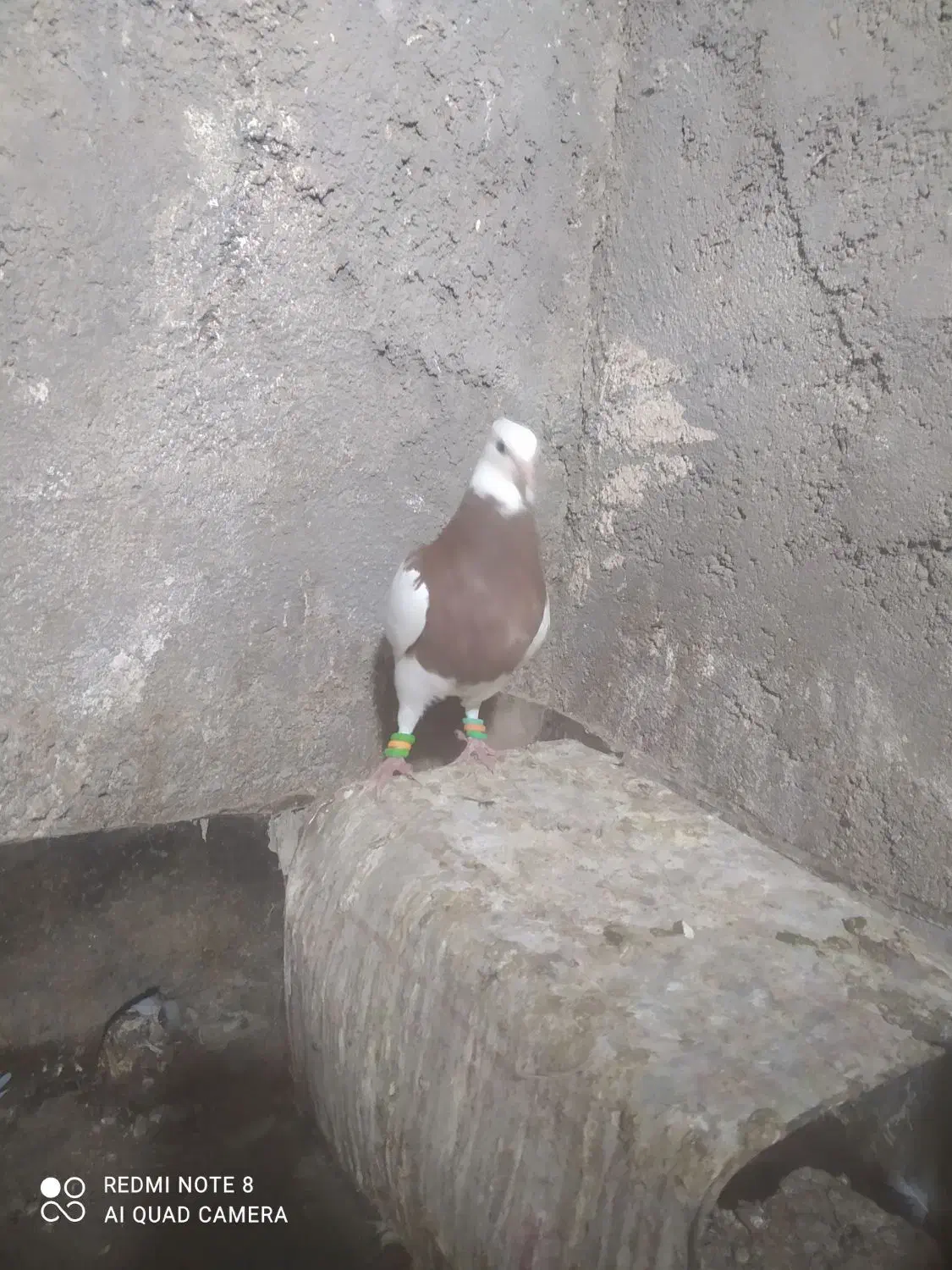 جوجه طوق سرخ نر|پرنده|کاشمر, |دیوار