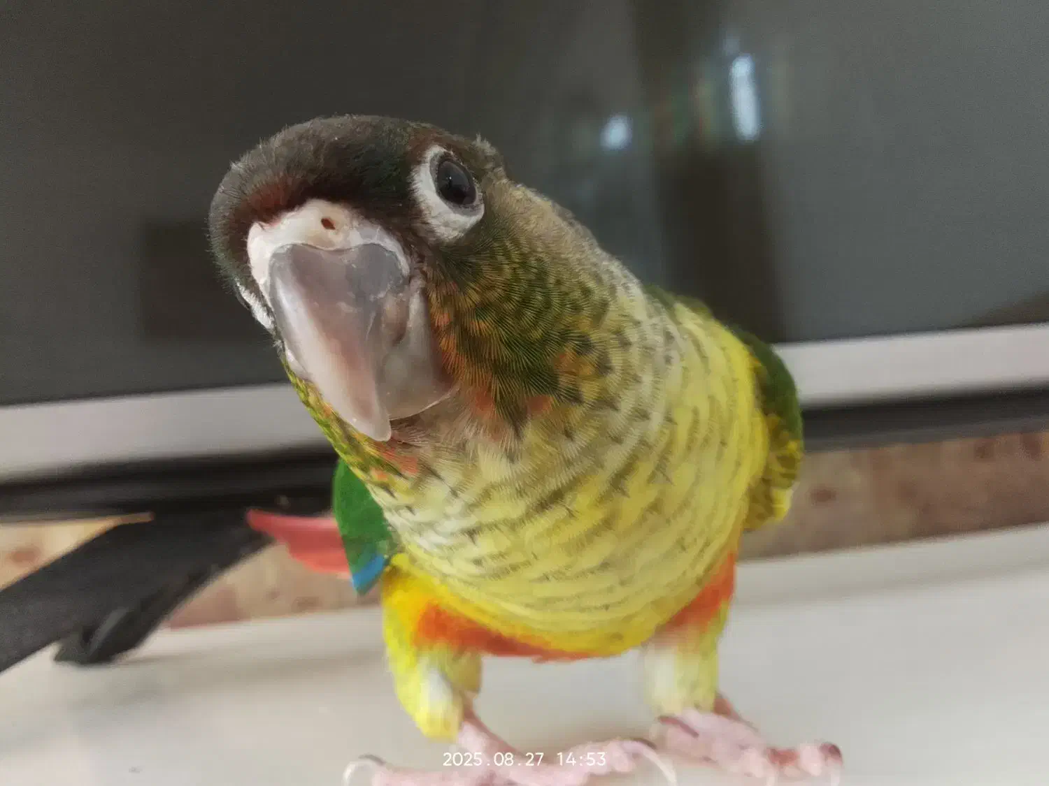 طوطی گرینچیک|پرنده|چناران, |دیوار