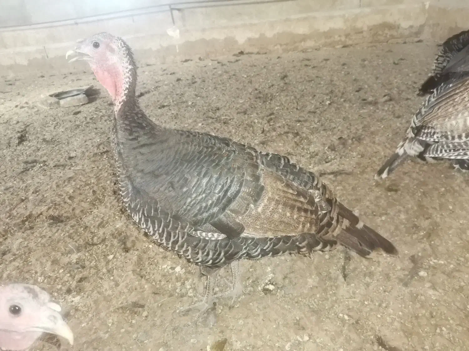 فروش 11 عدد بوقلمون برنز، ماده|حیوانات مزرعه|قزوین, |دیوار