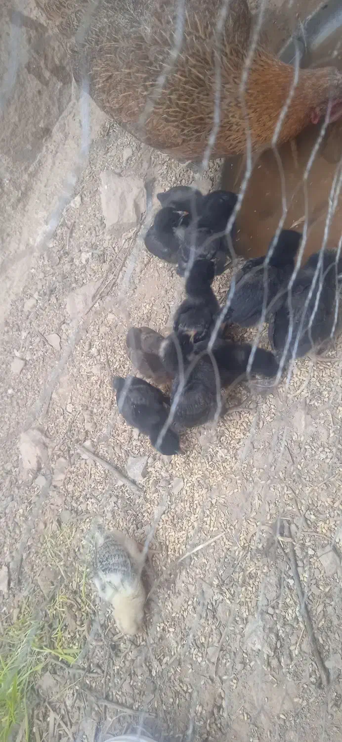 جوجه مرغ|حیوانات مزرعه|لالی, |دیوار