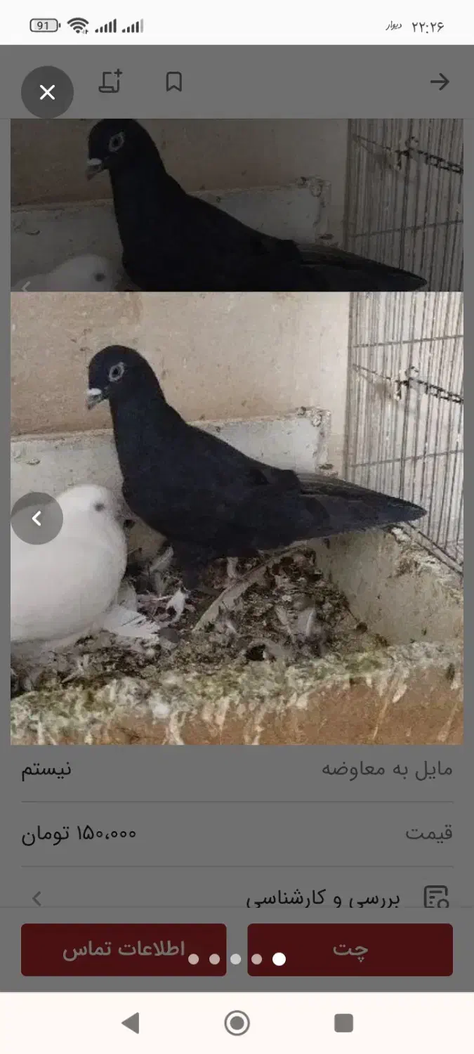 کبوتر|حیوانات|مراغه, |دیوار