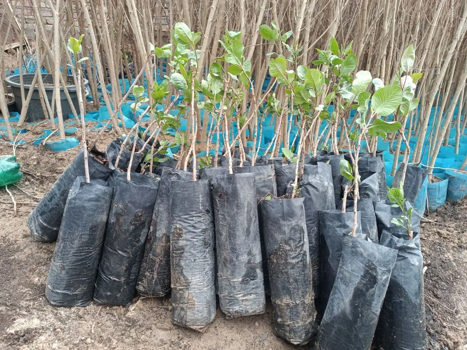 پسته پیوندی/ اکبری/ هیبرید/ سیب|خدمات باغبانی و درختکاری|پلدختر, |دیوار