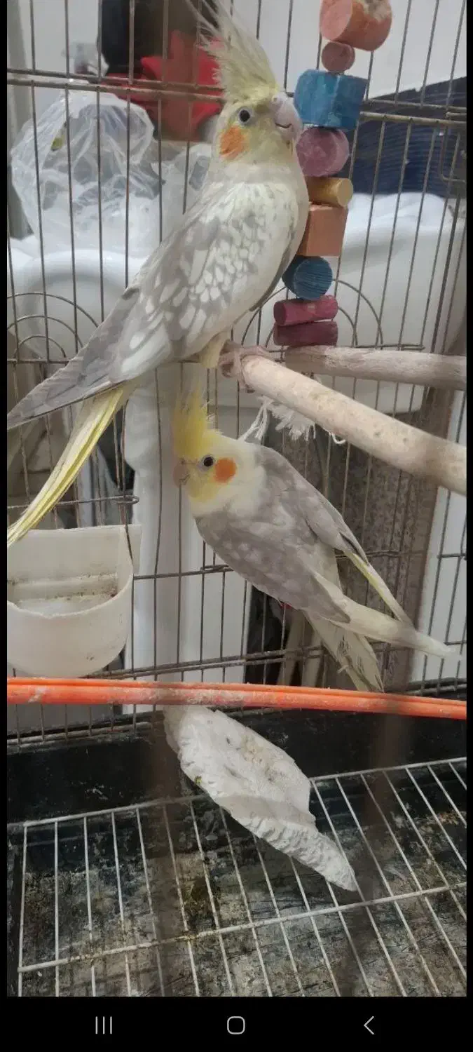 عروس هلندی|پرنده|بوکان, |دیوار