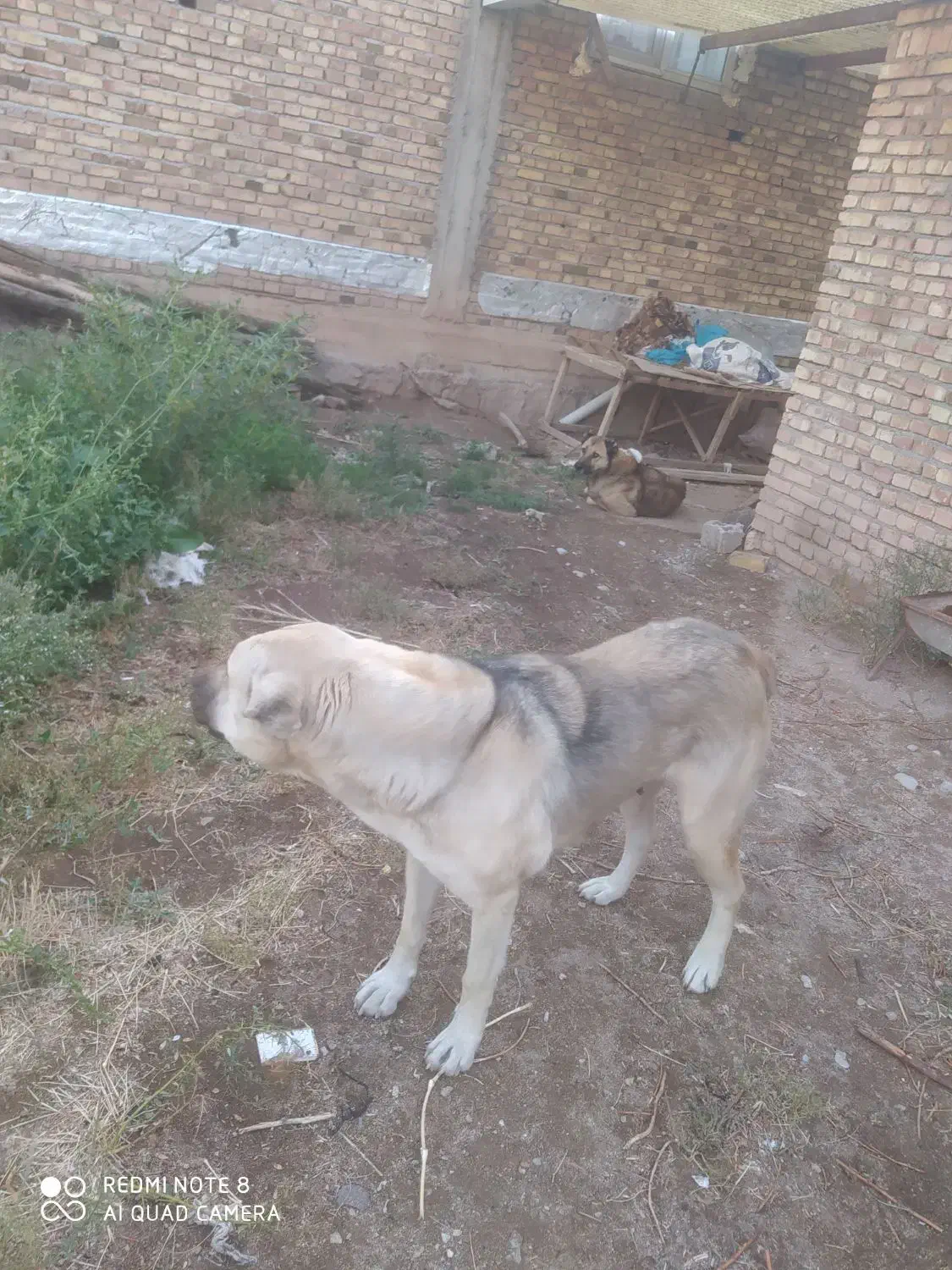 سگ عراقی ماده|سگ|مرند, |دیوار