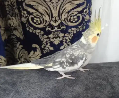 عروس هلندی نر|پرنده|چاف و چمخاله, |دیوار