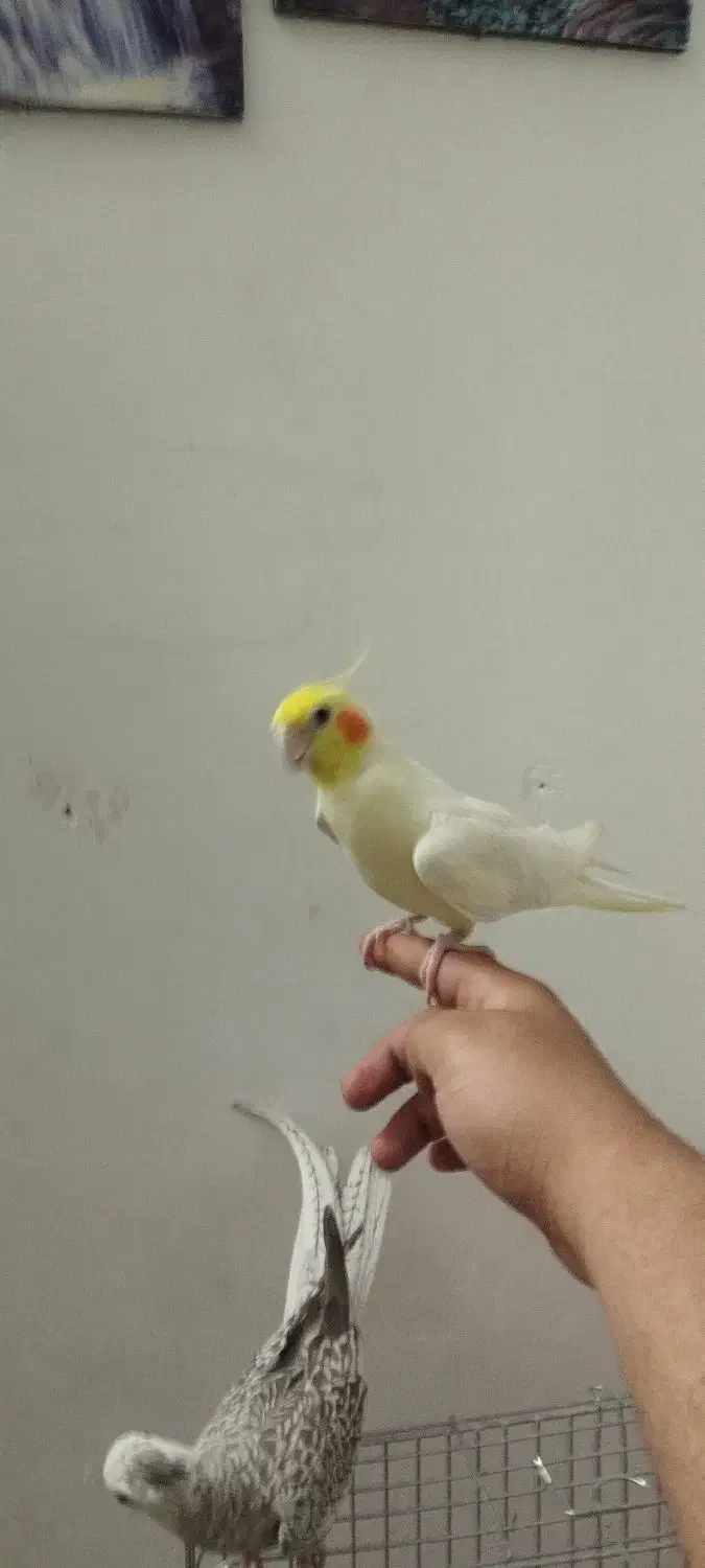 مولد واقعی کارداده مست|پرنده|زنجان, |دیوار