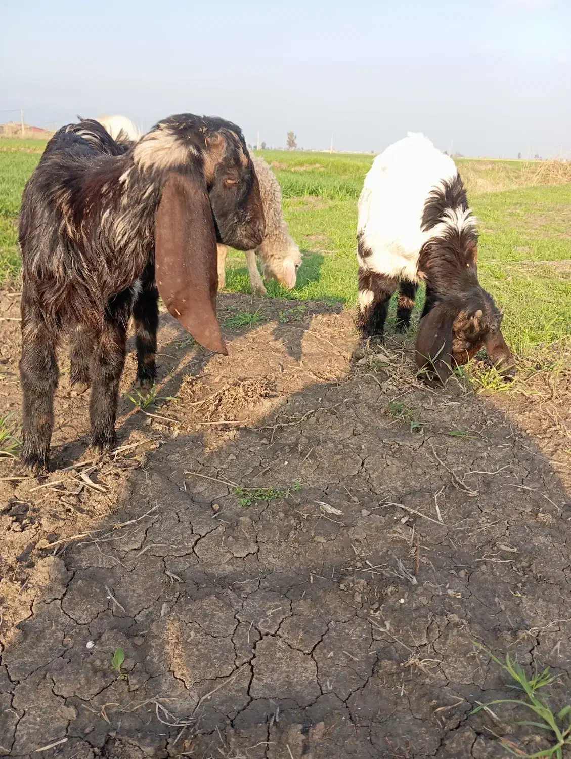 بره و بز|حیوانات مزرعه|سنگدوین, |دیوار