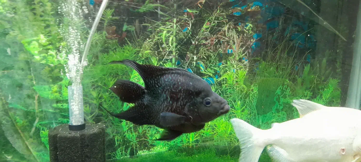 ماهی اسکار|ماهی|الیگودرز, |دیوار