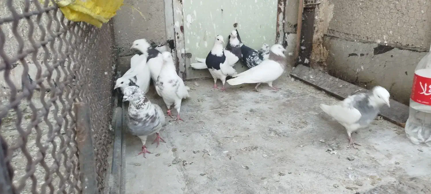 کفتر|پرنده|همدان, |دیوار