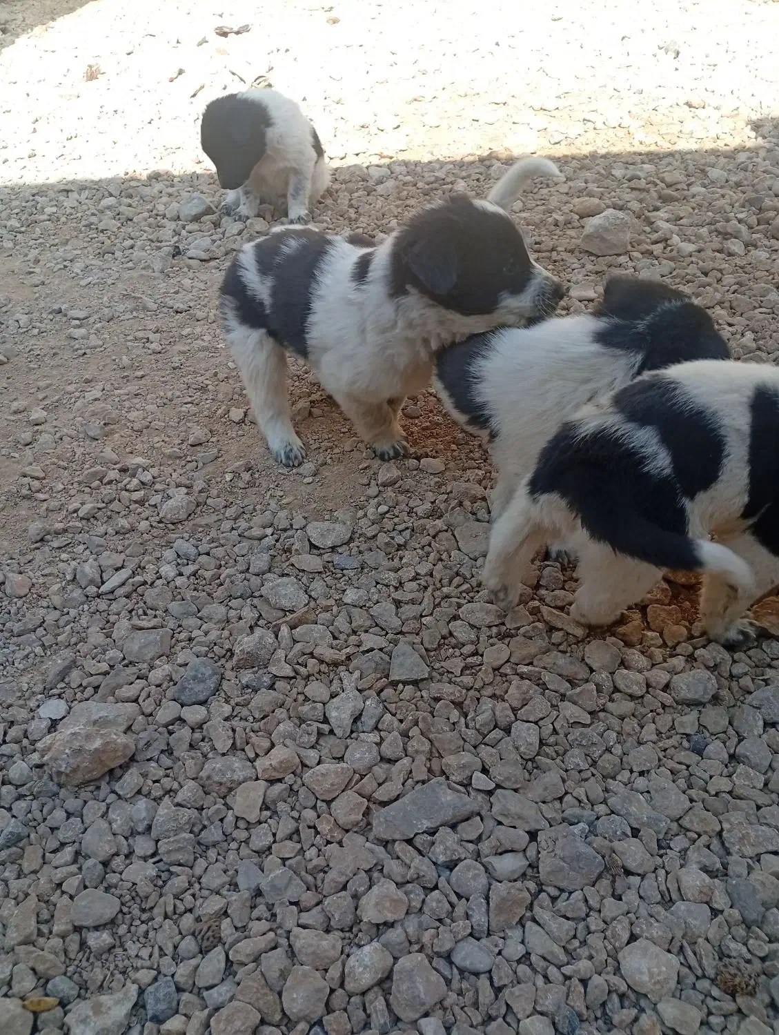 توله سگ|سگ|کربال, |دیوار