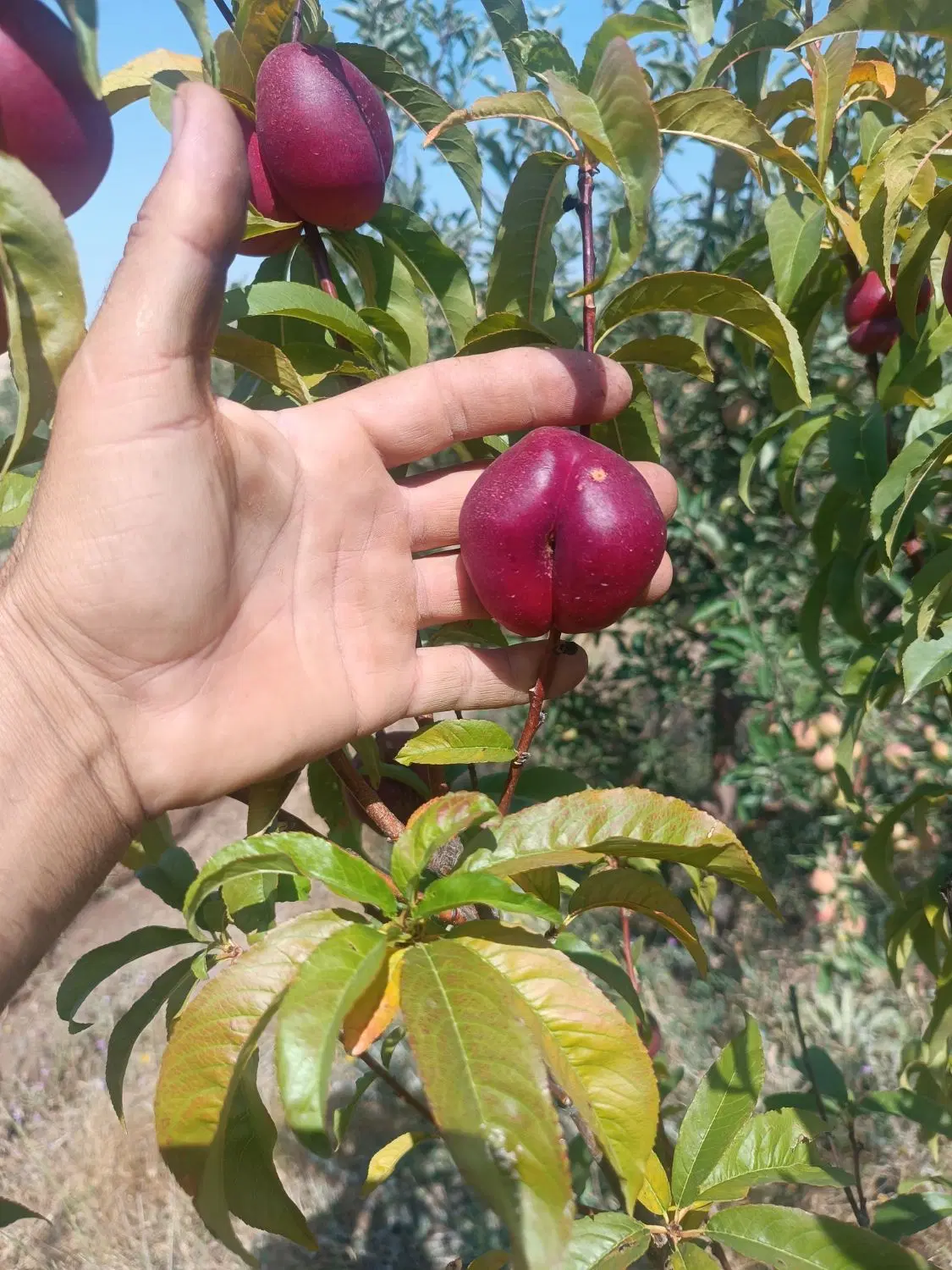 میوه|خوردنی و آشامیدنی|نظر کهریزی, |دیوار