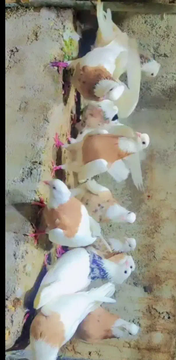 کبوتر طوقی|پرنده|کرمانشاه, |دیوار