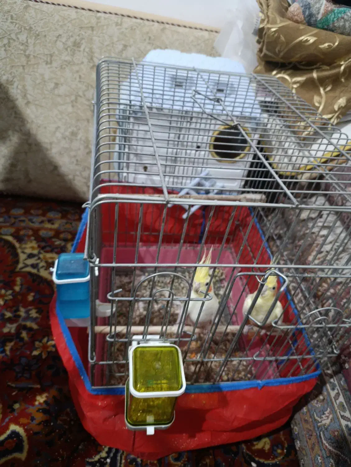 عروس هلندی جفت|پرنده|نوشین شهر, |دیوار