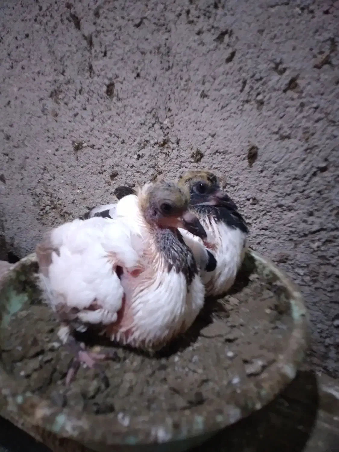 دو جفت کبوتر پرستویی جوجه برای فروش|پرنده|بابل, |دیوار