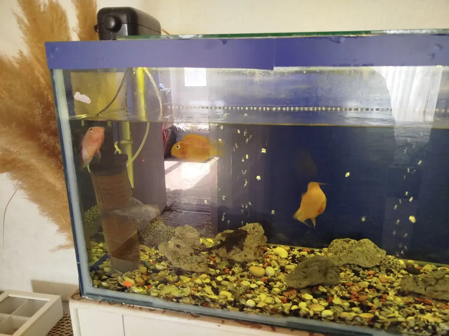 آکواریوم|ماهی|هشتگرد, شهرک المهدی|دیوار