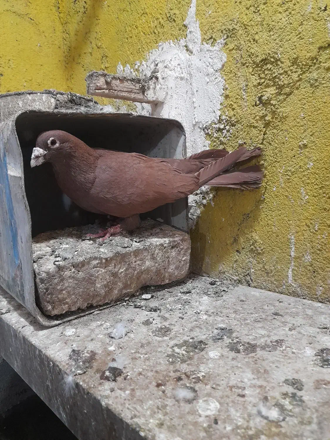 کبوتر|پرنده|مشهد, محمدآباد|دیوار